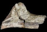 Fossil Triceratops Rib Section - North Dakota #120043-1